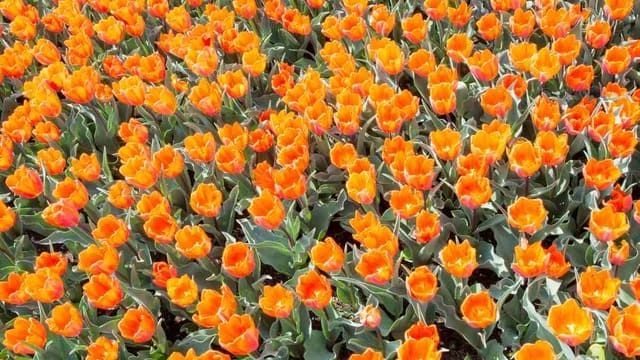 hình nền hoa tulip cho máy tính