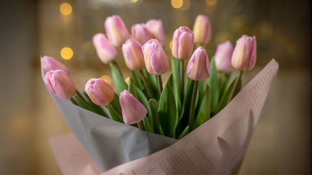 hình nền hoa tulip cho máy tính