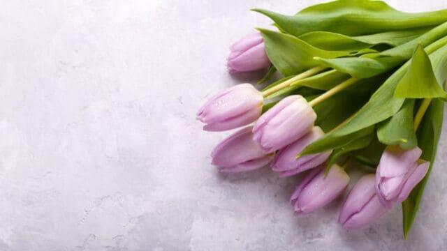 hình nền hoa tulip cho máy tính