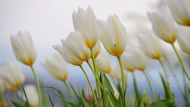 hình nền hoa tulip cho máy tính