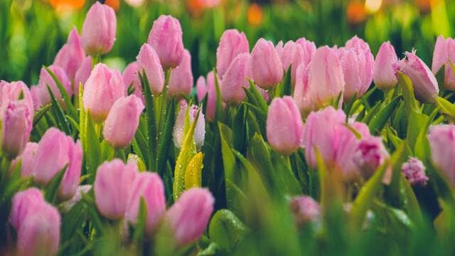 hình nền hoa tulip cho máy tính