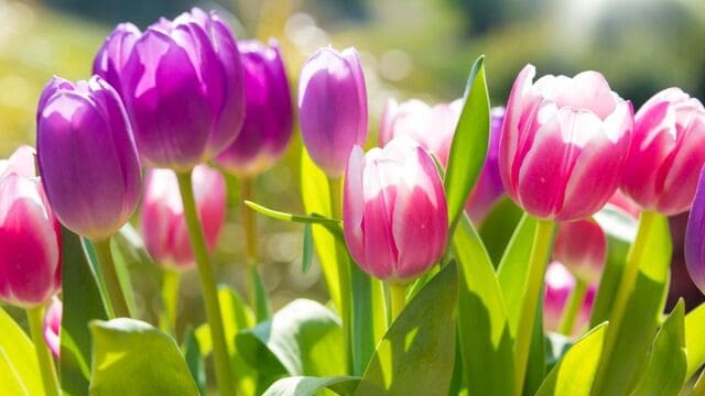 hình nền hoa tulip cho máy tính
