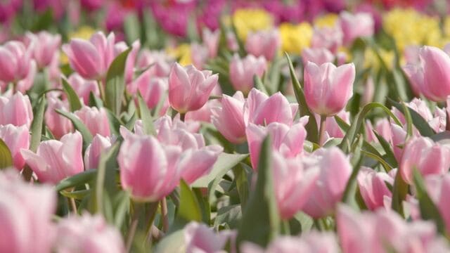 hình nền hoa tulip cho máy tính