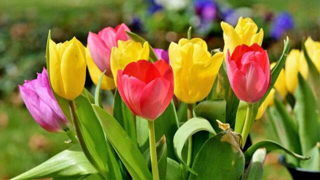 hình nền hoa tulip cho máy tính