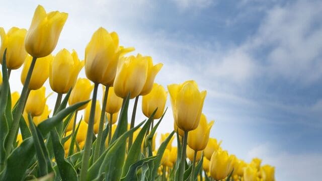 hình nền hoa tulip cho máy tính