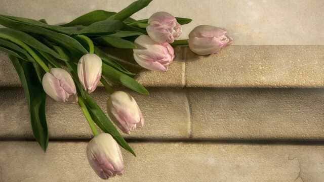 hình nền hoa tulip cho máy tính