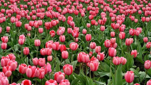 hình nền hoa tulip cho máy tính