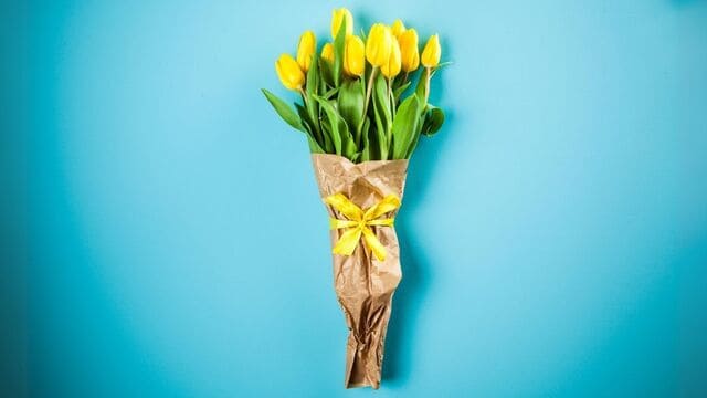 hình nền hoa tulip cho máy tính