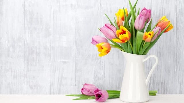 hình nền hoa tulip cho máy tính
