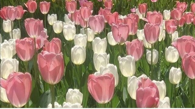 hình nền hoa tulip cho máy tính