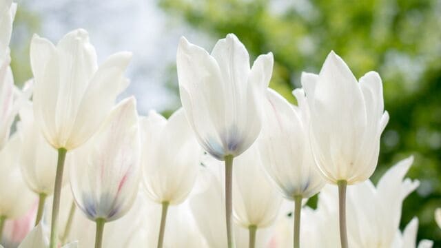 hình nền hoa tulip cho máy tính