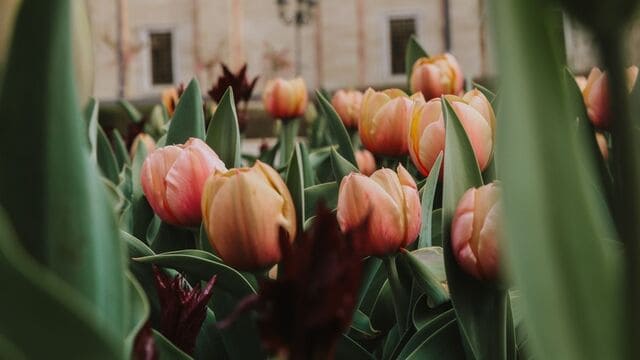 hình nền hoa tulip cho máy tính