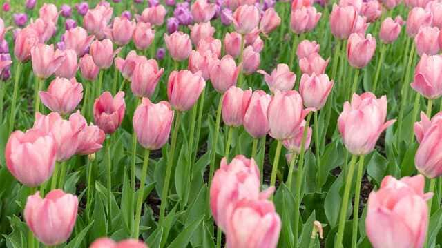 hình nền hoa tulip cho máy tính