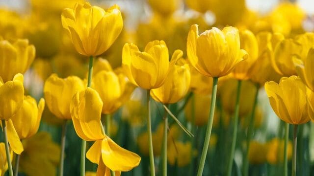 hình nền hoa tulip cho máy tính