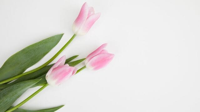 hình nền hoa tulip cho máy tính