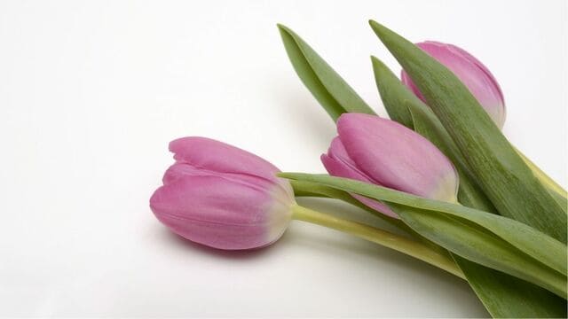 hình nền hoa tulip cho máy tính