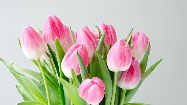 hình nền hoa tulip cho máy tính