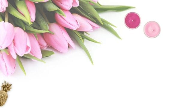 hình nền hoa tulip cho máy tính