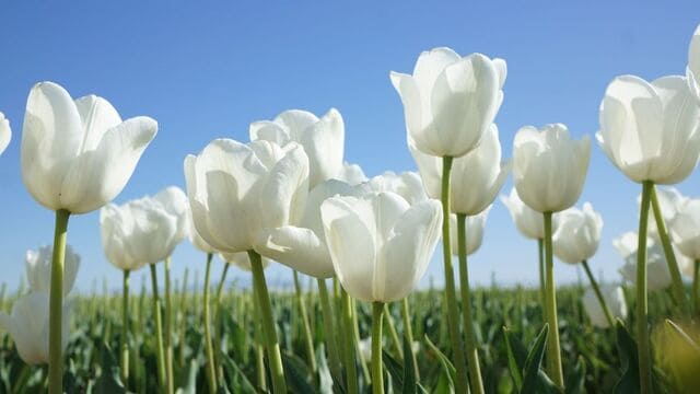 hình nền hoa tulip cho máy tính