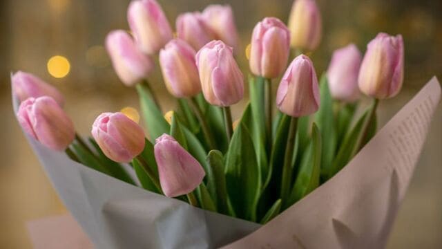 hình nền hoa tulip cho máy tính