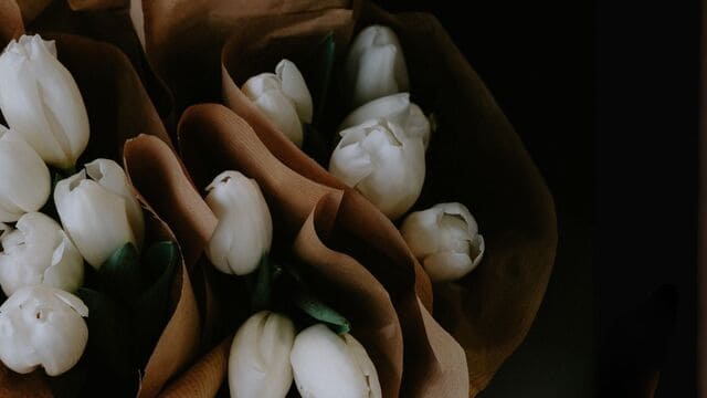hình nền hoa tulip cho máy tính
