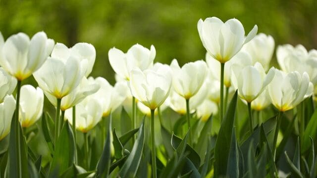 hình nền hoa tulip cho máy tính