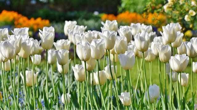 hình nền hoa tulip cho máy tính