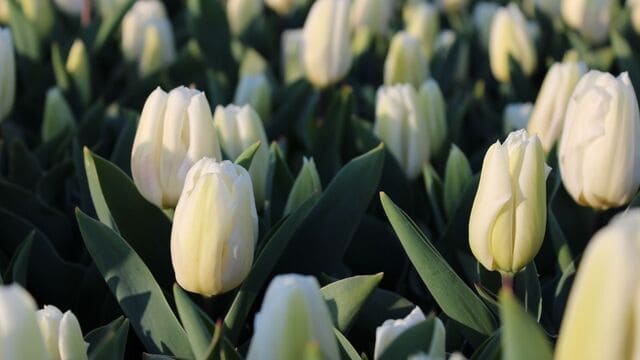 hình nền hoa tulip cho máy tính