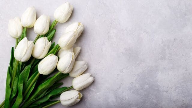 hình nền hoa tulip cho máy tính