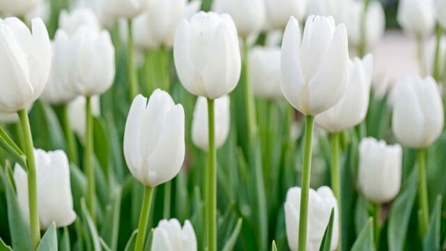 hình nền hoa tulip cho máy tính