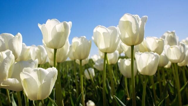 hình nền hoa tulip cho máy tính