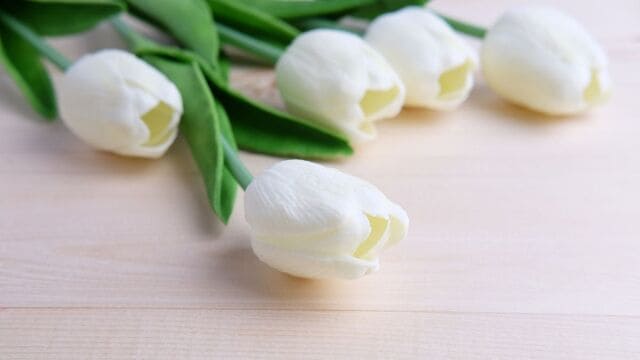 hình nền hoa tulip cho máy tính