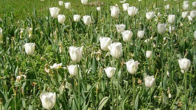 hình nền hoa tulip cho máy tính