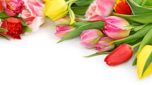 hình nền hoa tulip cho máy tính