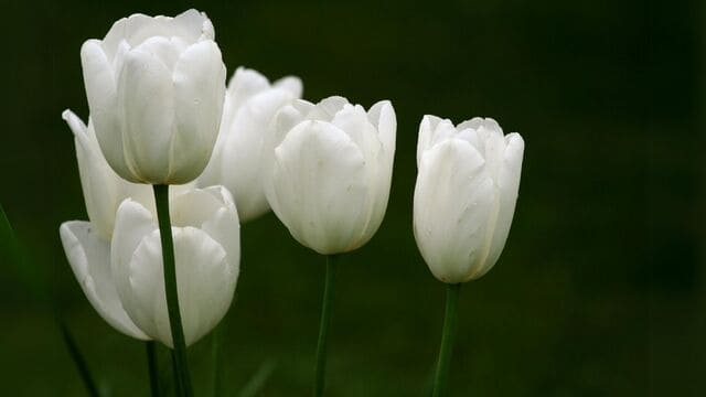 hình nền hoa tulip cho máy tính