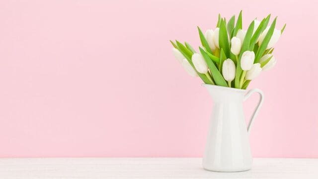 hình nền hoa tulip cho máy tính