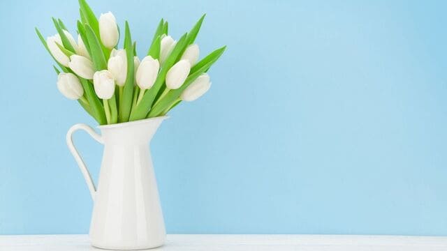 hình nền hoa tulip cho máy tính