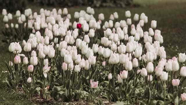hình nền hoa tulip cho máy tính