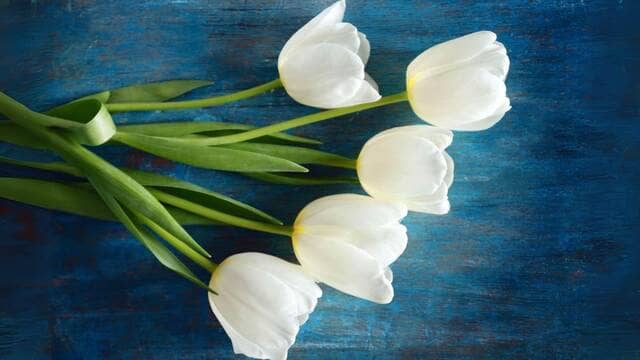 hình nền hoa tulip cho máy tính