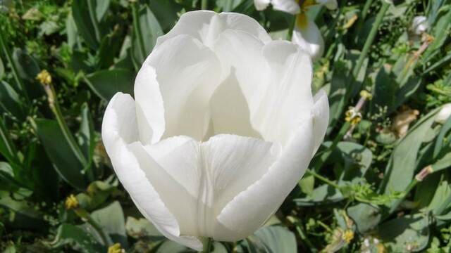hình nền hoa tulip cho máy tính
