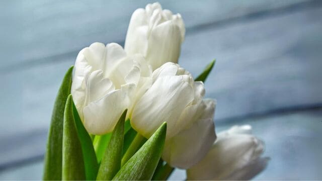 hình nền hoa tulip cho máy tính
