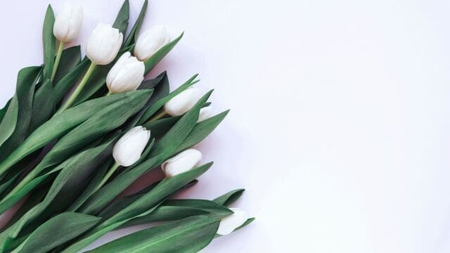 hình nền hoa tulip cho máy tính