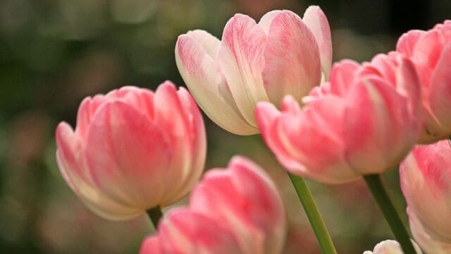 hình nền hoa tulip cho máy tính