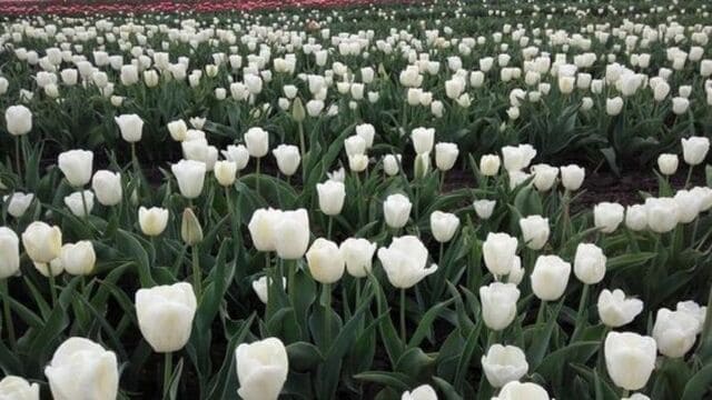 hình nền hoa tulip cho máy tính