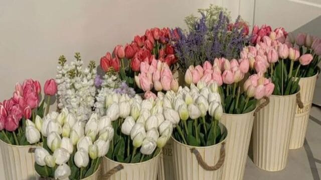 hình nền hoa tulip cho máy tính