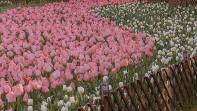 hình nền hoa tulip cho máy tính