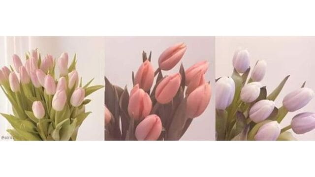 hình nền hoa tulip cho máy tính