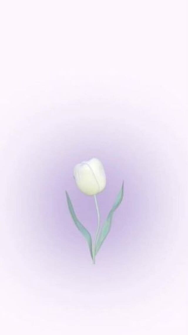 hình nền hoa tulip cute