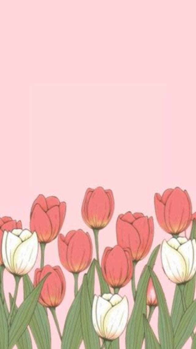 hình nền hoa tulip cute
