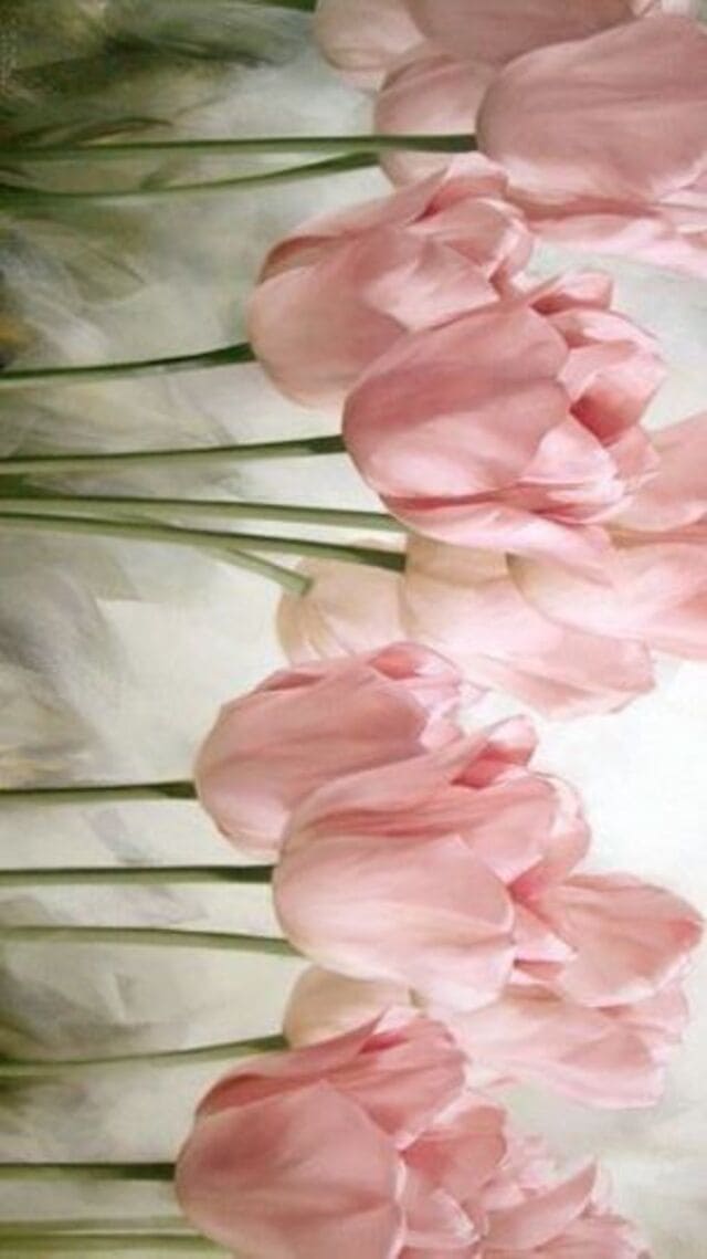 hình nền hoa tulip cute